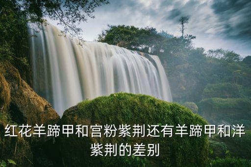 宮粉羊蹄甲，宮粉紫荊和宮粉羊蹄甲是同一種樹么