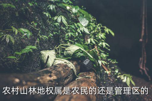 農村山林地權屬是農民的還是管理區的