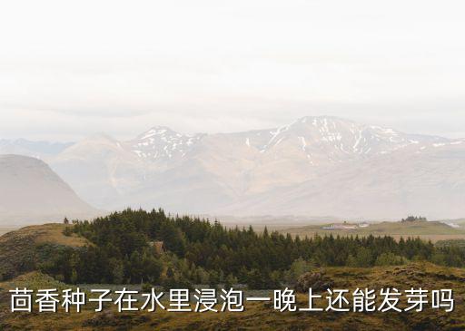 茴香種子在水里浸泡一晚上還能發芽嗎