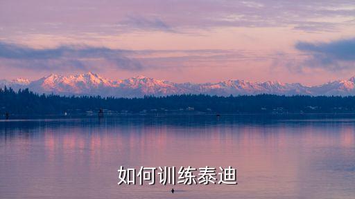 泰迪的訓(xùn)練方法，如何訓(xùn)練泰迪