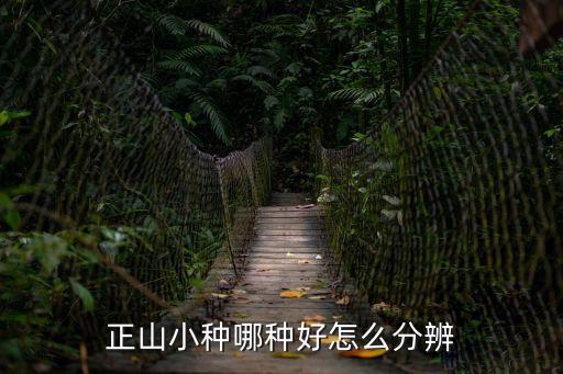 正山小種哪種好怎么分辨