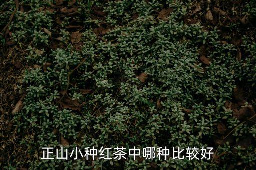 正山小種紅茶中哪種比較好