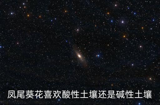 鳳尾葵，鳳尾葵對貓有毒嗎