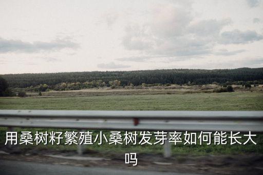小桑樹(shù)，用桑樹(shù)籽繁殖小桑樹(shù)發(fā)芽率如何能長(zhǎng)大嗎