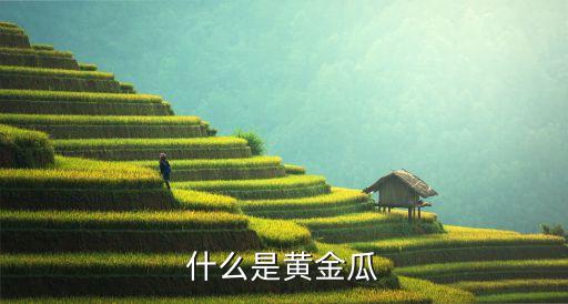 黃金瓜，什么是黃金瓜