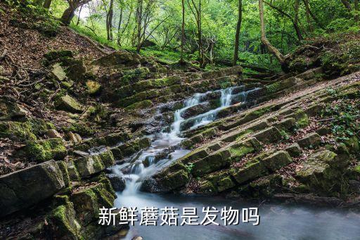 鮮蘑，新鮮蘑菇是發(fā)物嗎