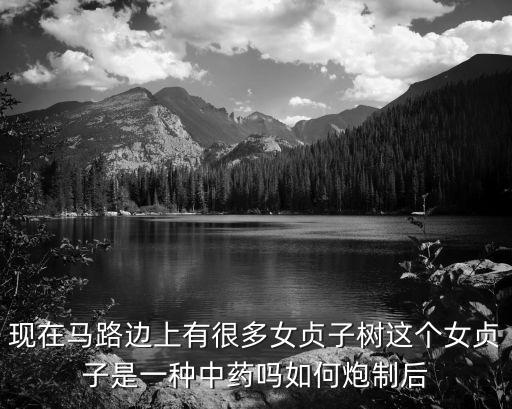 女貞子樹，女貞子樹什么樣子