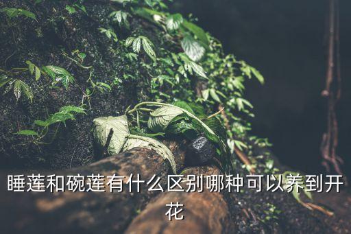 碗蓮，睡蓮和碗蓮有什么不同