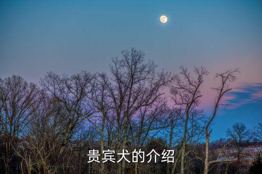 貴賓犬的介紹