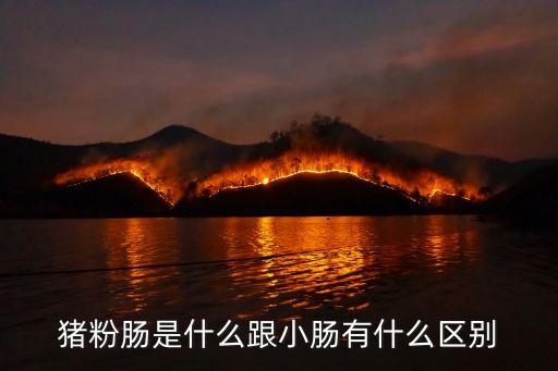 豬粉腸，豬粉腸是什么跟小腸有什么區(qū)別