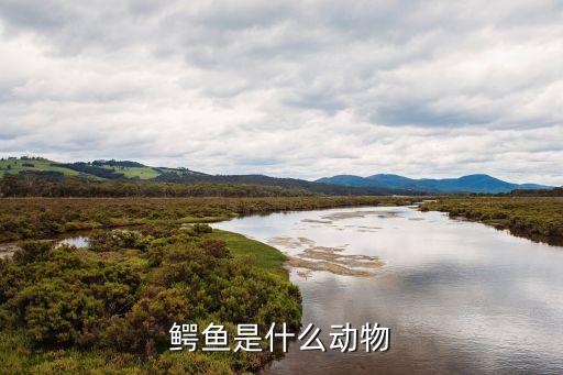 鱷魚是什么動物