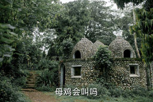 母雞會(huì)打鳴嗎，母雞會(huì)打鳴嗎