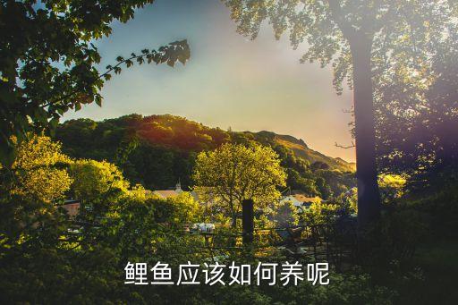 鯉魚應該如何養呢