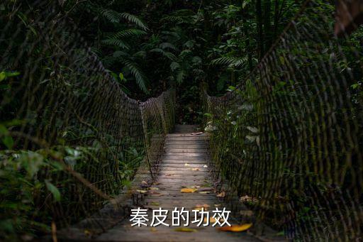 秦皮，秦皮的功效