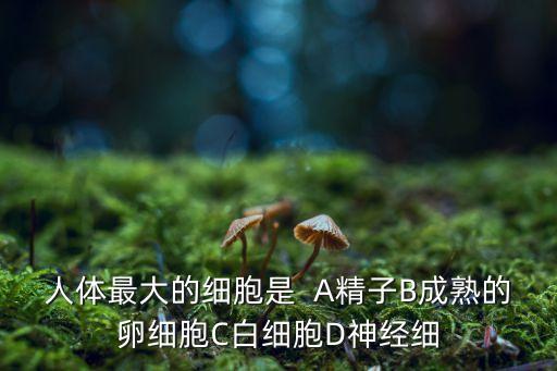 人體最大的細胞是，人體最大的細胞是什么細胞