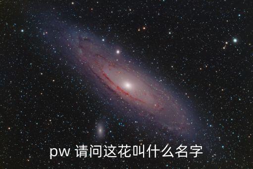 新幾內(nèi)亞鳳仙，新幾內(nèi)亞鳳仙何氏鳳仙非洲鳳仙的關(guān)系新幾內(nèi)亞鳳仙和何氏鳳