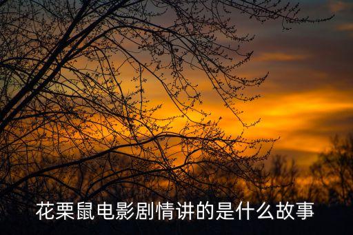 花栗鼠電影劇情講的是什么故事