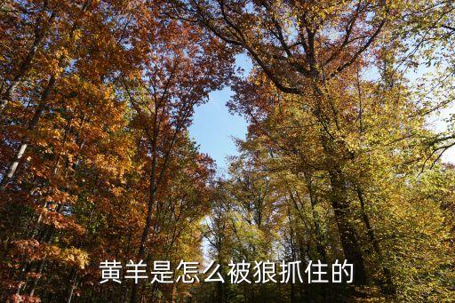 黃羊，黃羊屬于山羊嗎它會產羊絨嗎