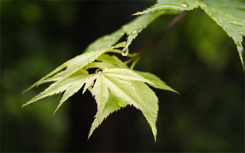 佛山去廣州綠碼會(huì)變色嗎，省內(nèi)出行吉祥碼會(huì)不會(huì)變色