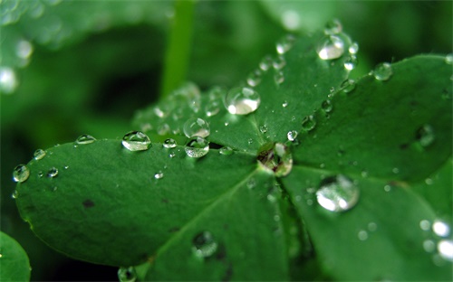 涼拌素菜，哪些蔬菜適合涼拌